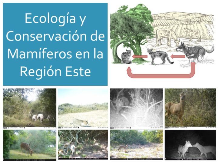 Ecología y Conservación de Mamíferos en la Región Este