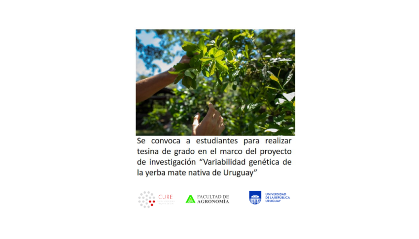Llamado a Estudiantes para realización de tesina de grado en el marco del proyecto “Variabilidad genética de la yerba mate nativa de Uruguay”