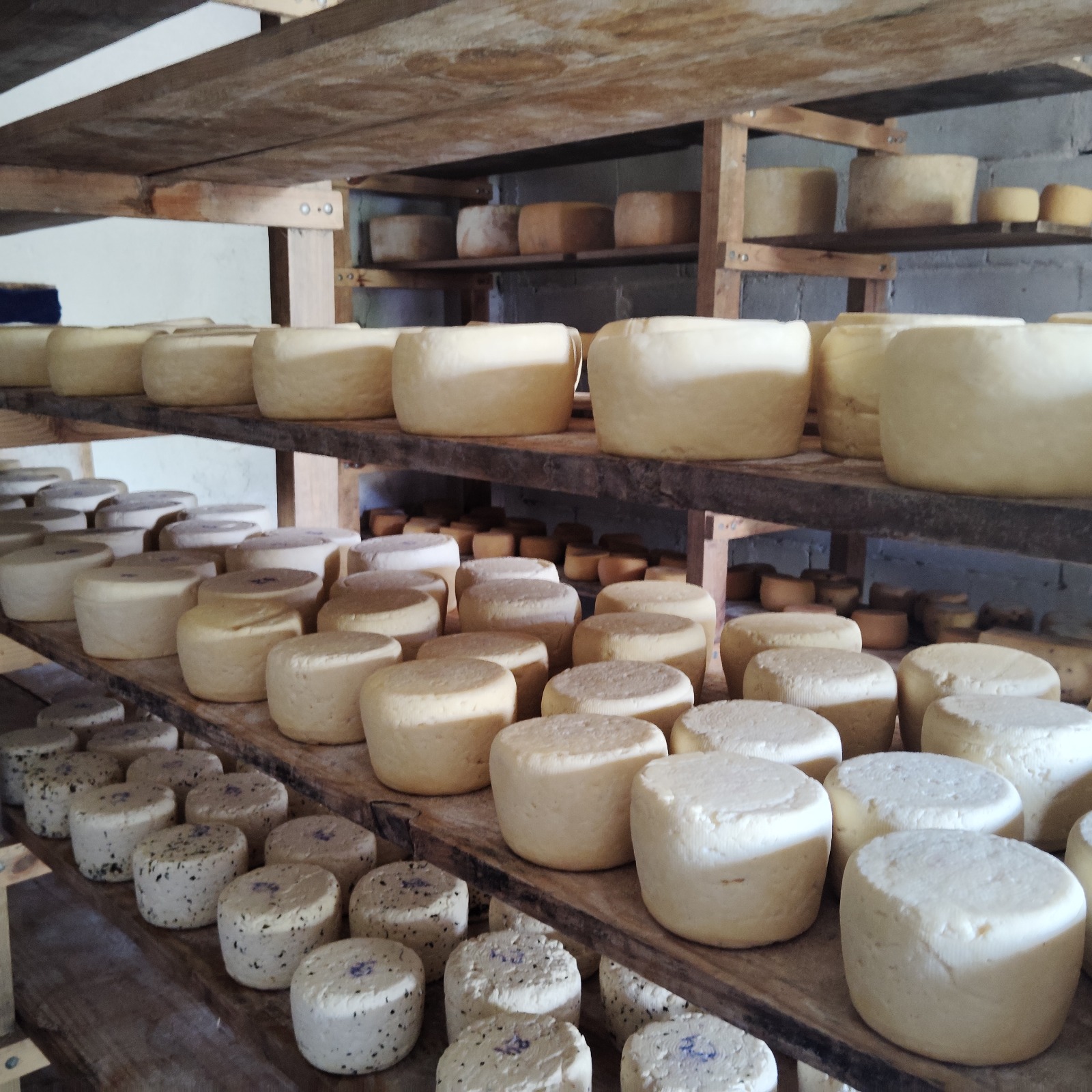 WhatsApp Image 2025-11-10 at 5.15.03 PM (3)